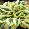 Hosta Firn Line